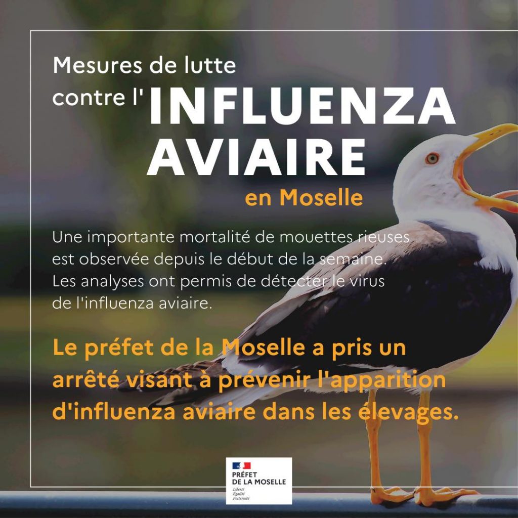 Poursuite Des Mesures De Lutte Contre Linfluenza Aviaire Dans Les